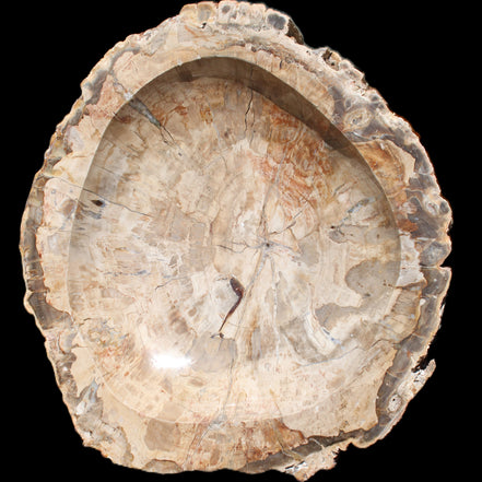 Huge Petrified Wood basin 308*231*60mm 5380g in sunlight - Rocks and Things Store
