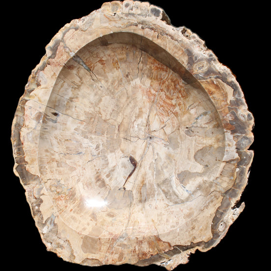 Huge Petrified Wood basin 308*231*60mm 5380g in sunlight - Rocks and Things Store