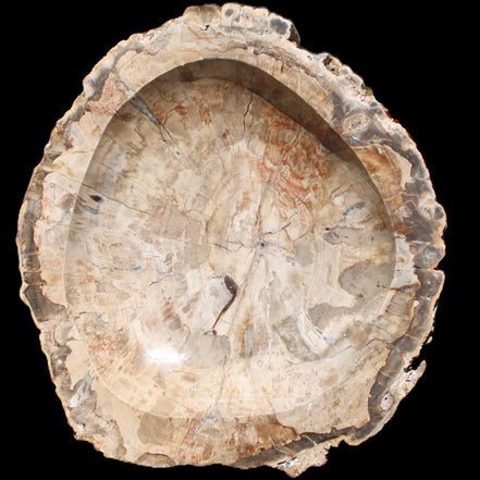 Huge Petrified Wood basin 308*231*60mm 5380g in sunlight - Rocks and Things Store