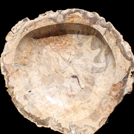 Huge Petrified Wood basin 308*231*60mm 5380g in sunlight - Rocks and Things Store