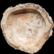 Huge Petrified Wood basin 308*231*60mm 5380g in sunlight - Rocks and Things Store