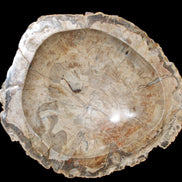 Huge Petrified Wood basin 308*231*60mm 5380g in sunlight - Rocks and Things Store