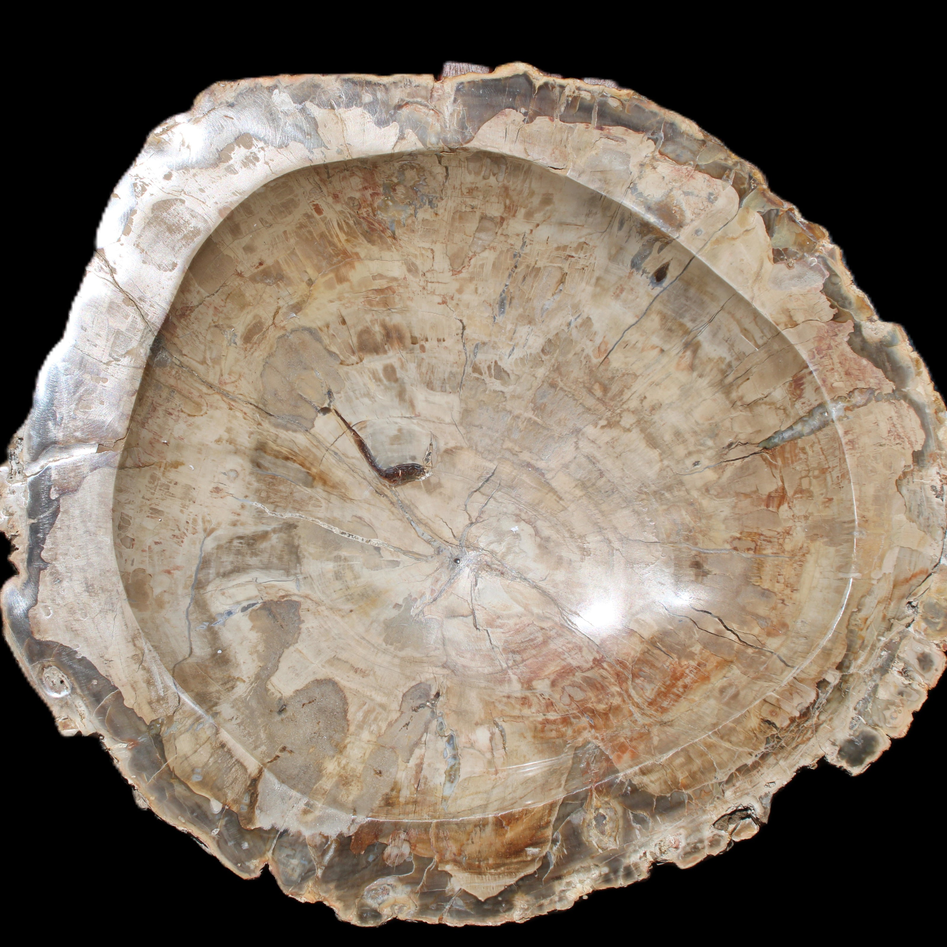 Huge Petrified Wood basin 308*231*60mm 5380g in sunlight - Rocks and Things Store