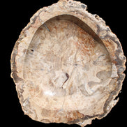 Huge Petrified Wood basin 308*231*60mm 5380g in sunlight - Rocks and Things Store
