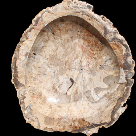 Huge Petrified Wood basin 308*231*60mm 5380g in sunlight - Rocks and Things Store