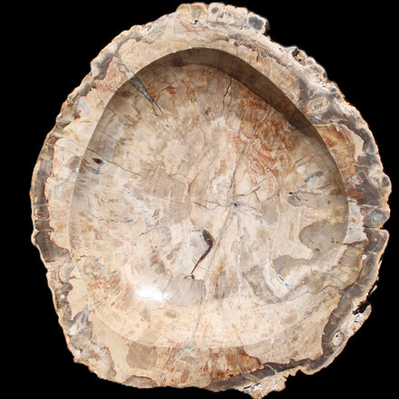 Huge Petrified Wood basin 308*231*60mm 5380g in sunlight - Rocks and Things Store