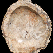 Huge Petrified Wood basin 308*231*60mm 5380g in sunlight - Rocks and Things Store
