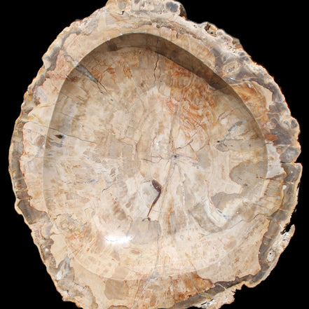 Huge Petrified Wood basin 308*231*60mm 5380g in sunlight - Rocks and Things Store