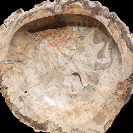 Huge Petrified Wood basin 308*231*60mm 5380g in sunlight - Rocks and Things Store