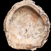 Huge Petrified Wood basin 308*231*60mm 5380g in sunlight - Rocks and Things Store