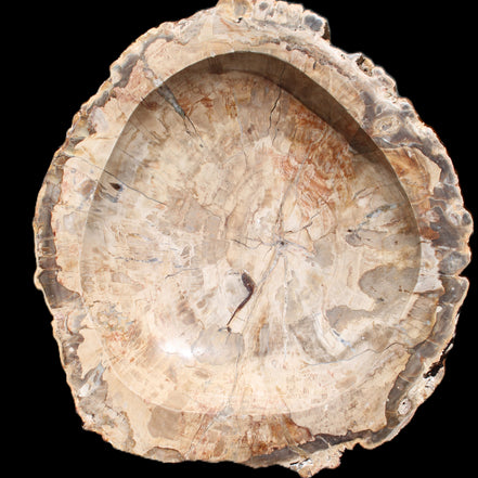 Huge Petrified Wood basin 308*231*60mm 5380g in sunlight - Rocks and Things Store