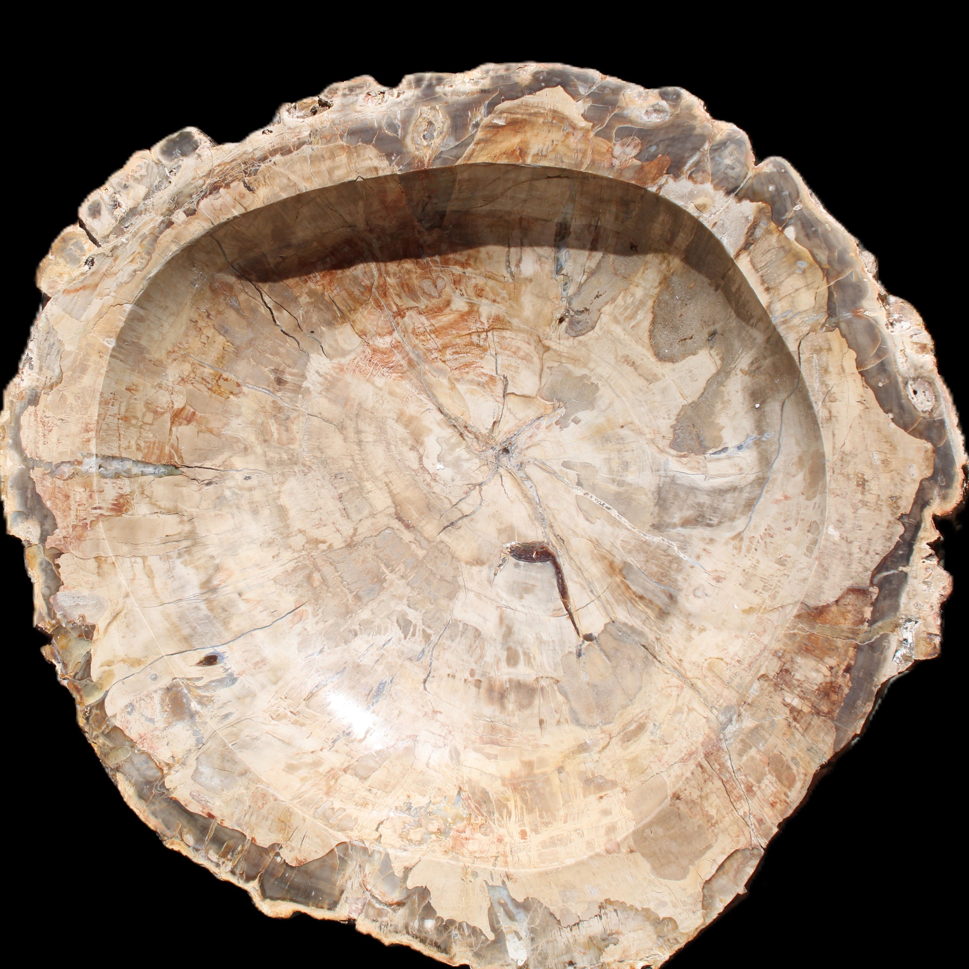 Huge Petrified Wood basin 308*231*60mm 5380g in sunlight - Rocks and Things Store