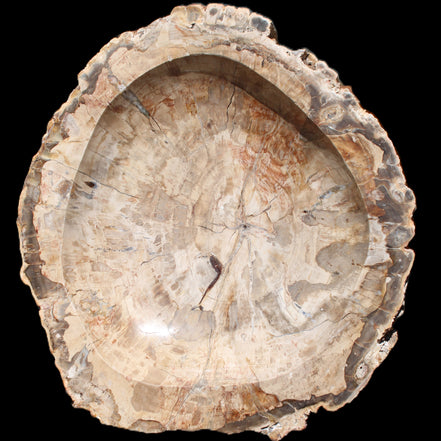 Huge Petrified Wood basin 308*231*60mm 5380g in sunlight - Rocks and Things Store