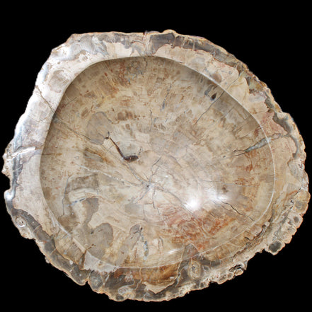 Huge Petrified Wood basin 308*231*60mm 5380g in sunlight - Rocks and Things Store