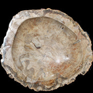 Huge Petrified Wood basin 308*231*60mm 5380g in sunlight - Rocks and Things Store