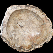 Huge Petrified Wood basin 308*231*60mm 5380g in sunlight - Rocks and Things Store