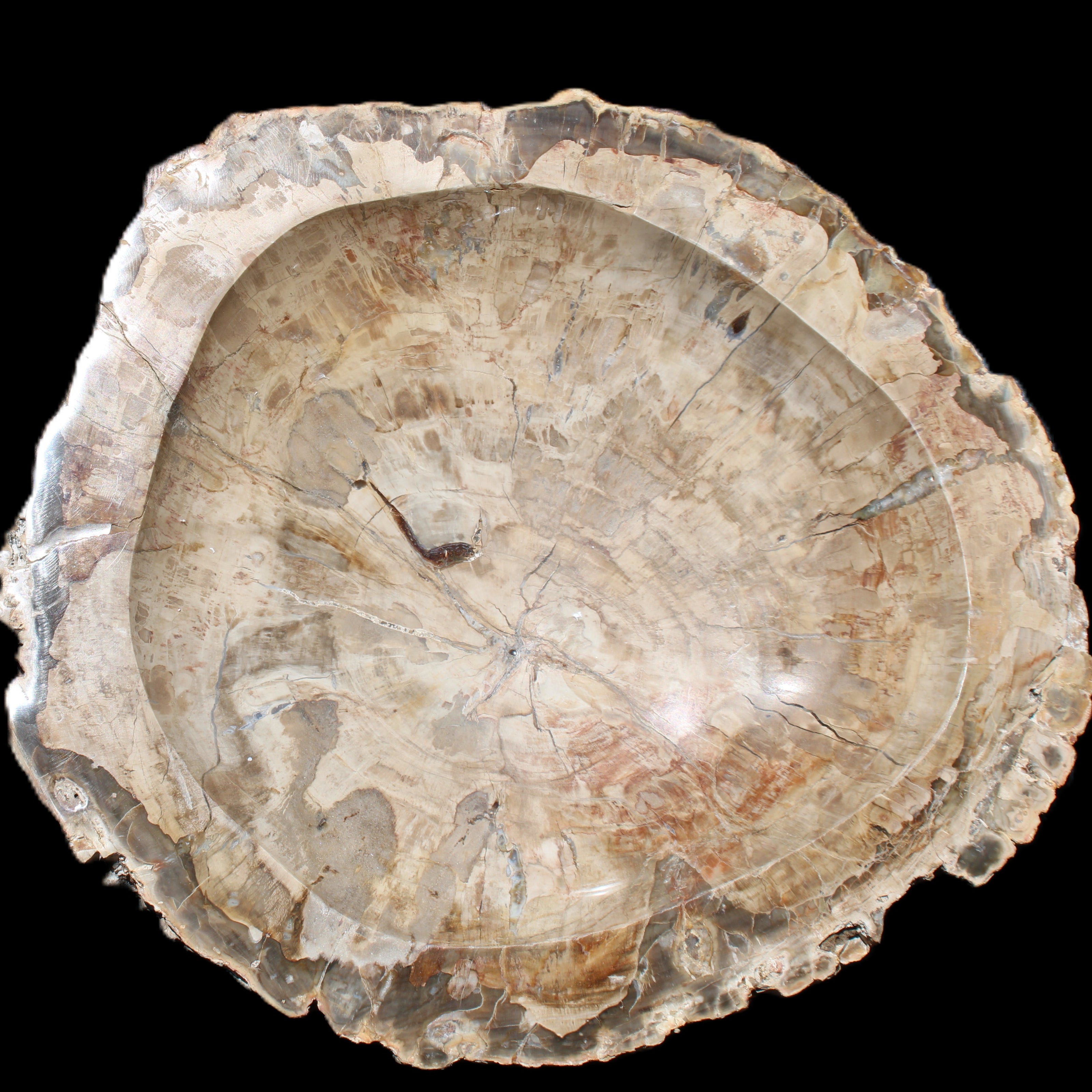 Huge Petrified Wood basin 308*231*60mm 5380g in sunlight - Rocks and Things Store