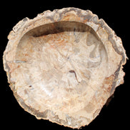 Huge Petrified Wood basin 308*231*60mm 5380g in sunlight - Rocks and Things Store
