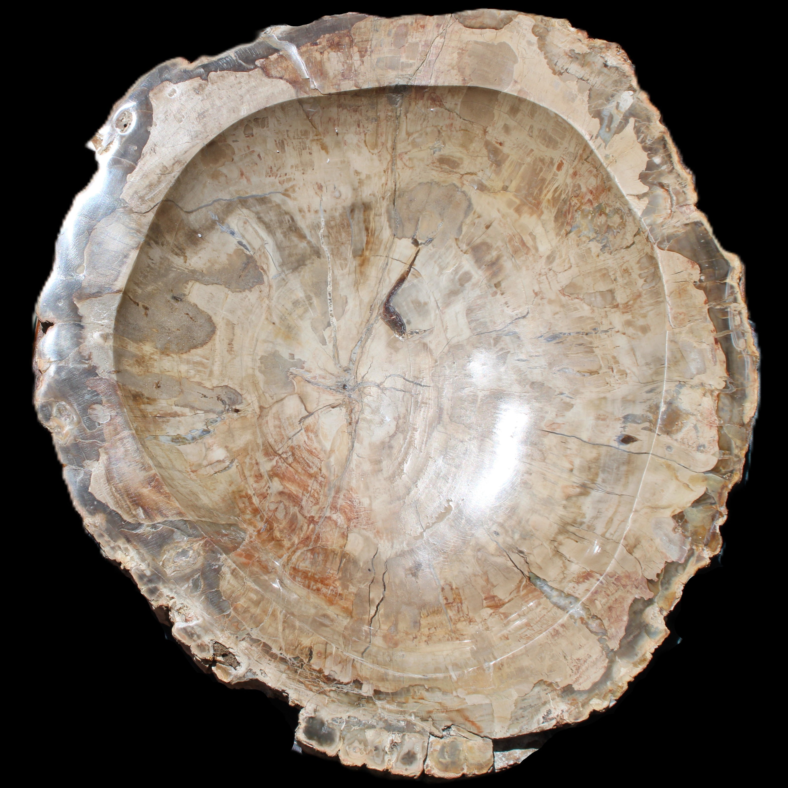 Huge Petrified Wood basin 308*231*60mm 5380g in sunlight - Rocks and Things Store