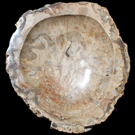 Huge Petrified Wood basin 308*231*60mm 5380g in sunlight - Rocks and Things Store