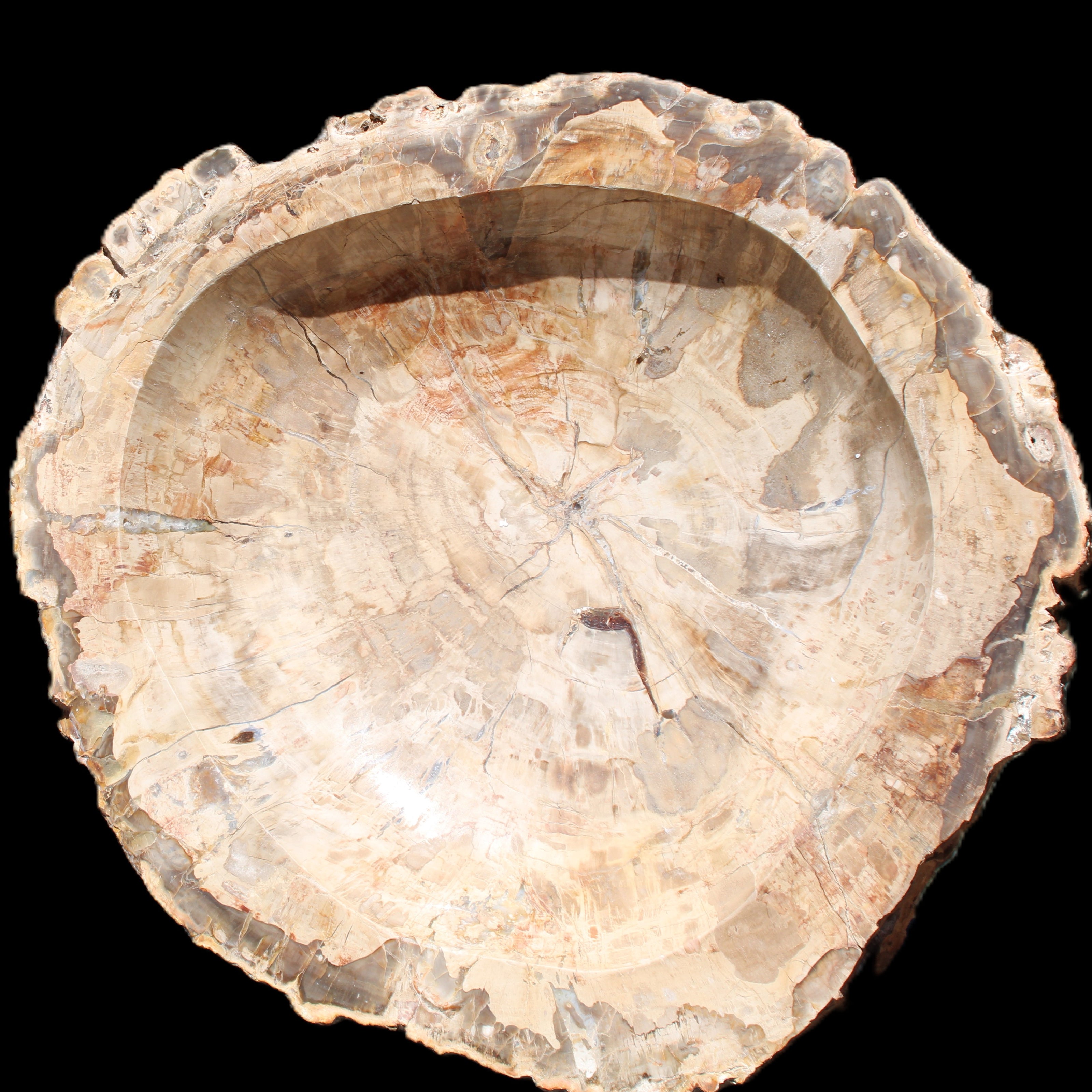 Huge Petrified Wood basin 308*231*60mm 5380g in sunlight - Rocks and Things Store