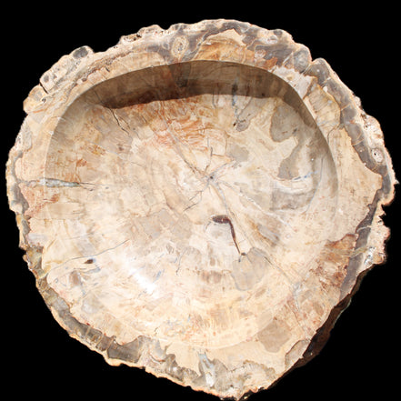 Huge Petrified Wood basin 308*231*60mm 5380g in sunlight - Rocks and Things Store
