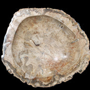 Huge Petrified Wood basin 308*231*60mm 5380g in sunlight - Rocks and Things Store