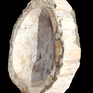 Huge Petrified Wood basin 308*231*60mm 5380g in sunlight - Rocks and Things Store