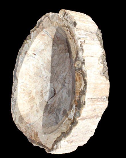 Huge Petrified Wood basin 308*231*60mm 5380g in sunlight - Rocks and Things Store