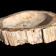 Huge Petrified Wood basin 308*231*60mm 5380g in sunlight - Rocks and Things Store
