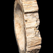 Huge Petrified Wood basin 308*231*60mm 5380g in sunlight - Rocks and Things Store