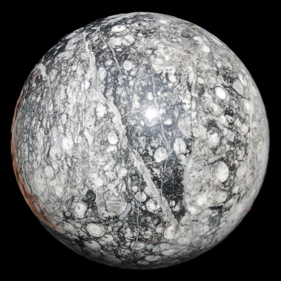 Huge Orthoceras sphere 165mm 6380g in sunlight - Rocks and Things Store