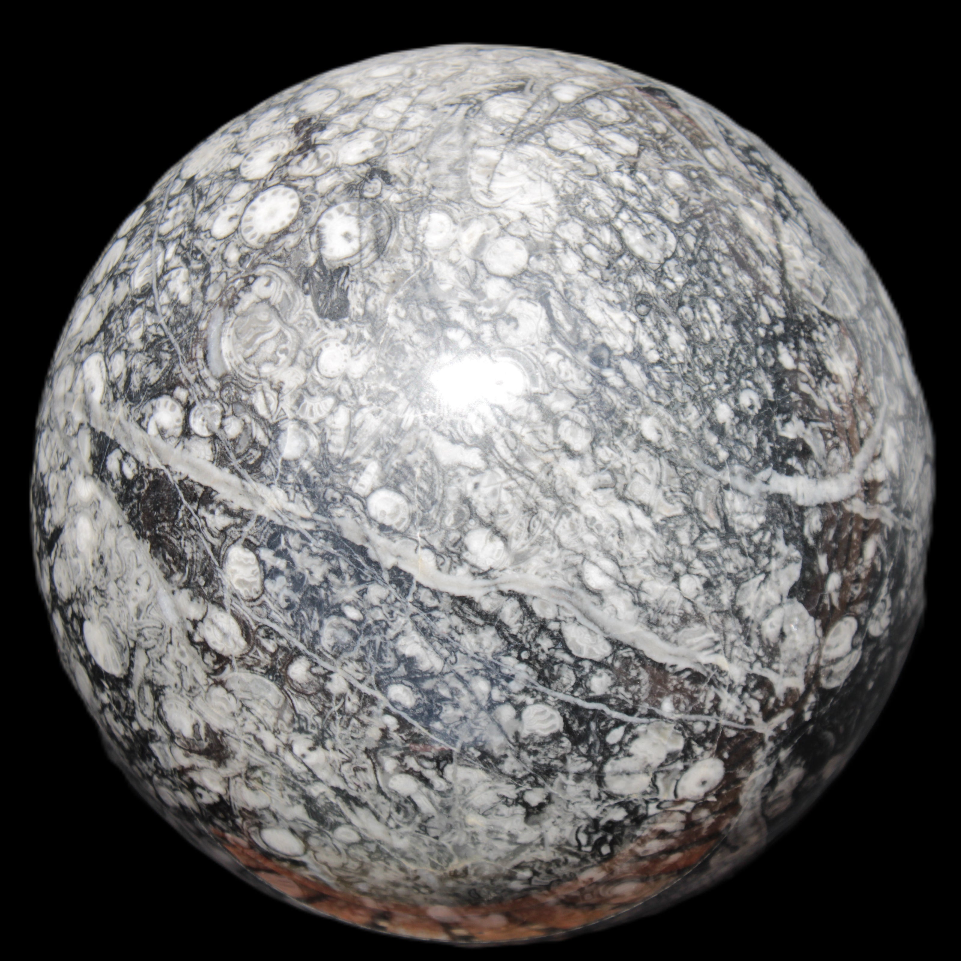 Huge Orthoceras sphere 165mm 6380g in sunlight - Rocks and Things Store