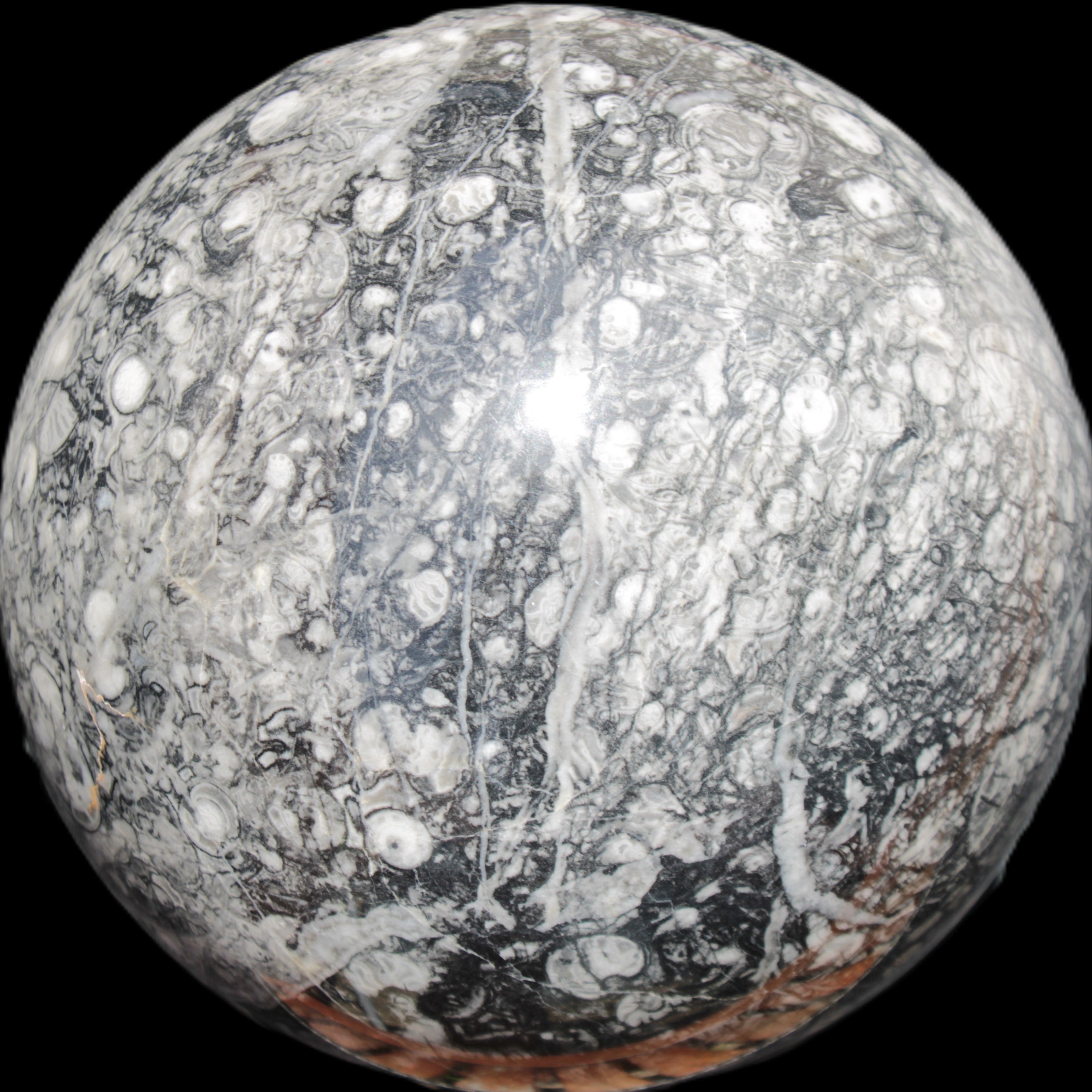 Huge Orthoceras sphere 165mm 6380g in sunlight - Rocks and Things Store