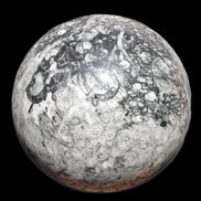 Huge Orthoceras sphere 165mm 6380g in sunlight - Rocks and Things Store