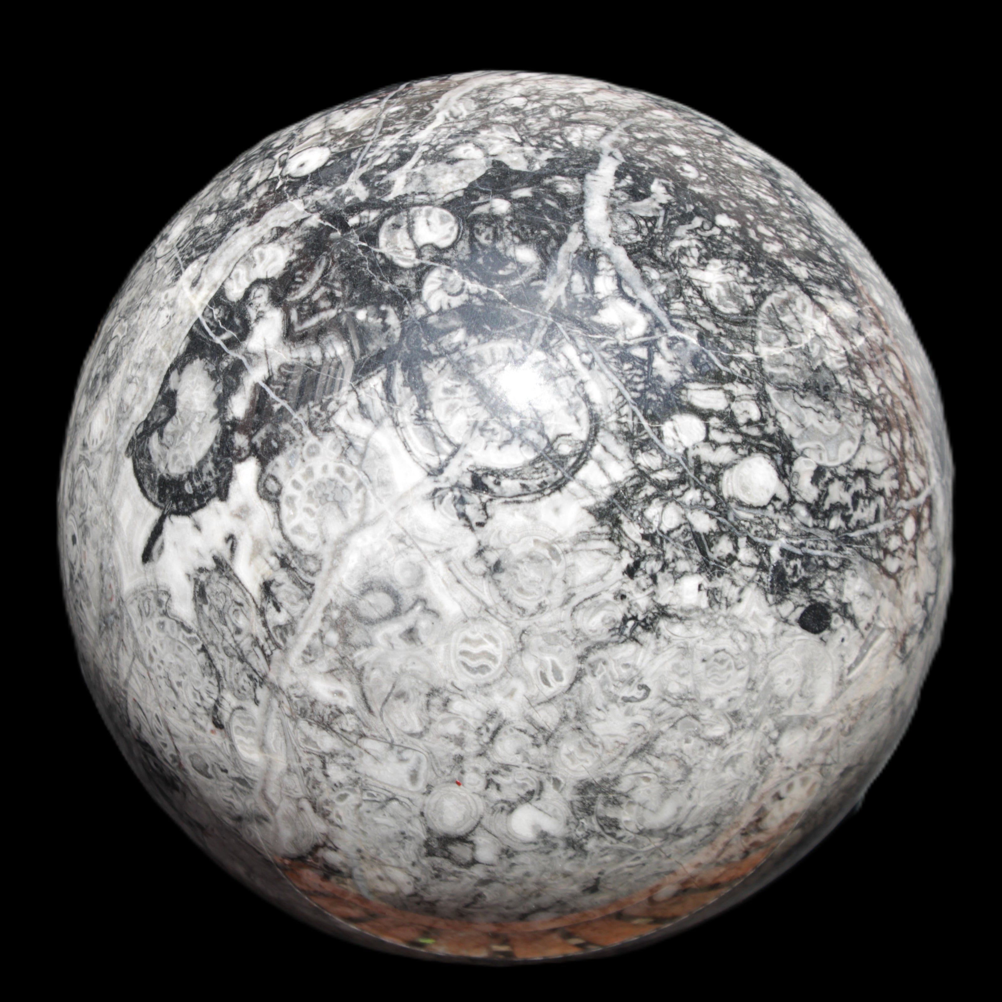 Huge Orthoceras sphere 165mm 6380g in sunlight - Rocks and Things Store