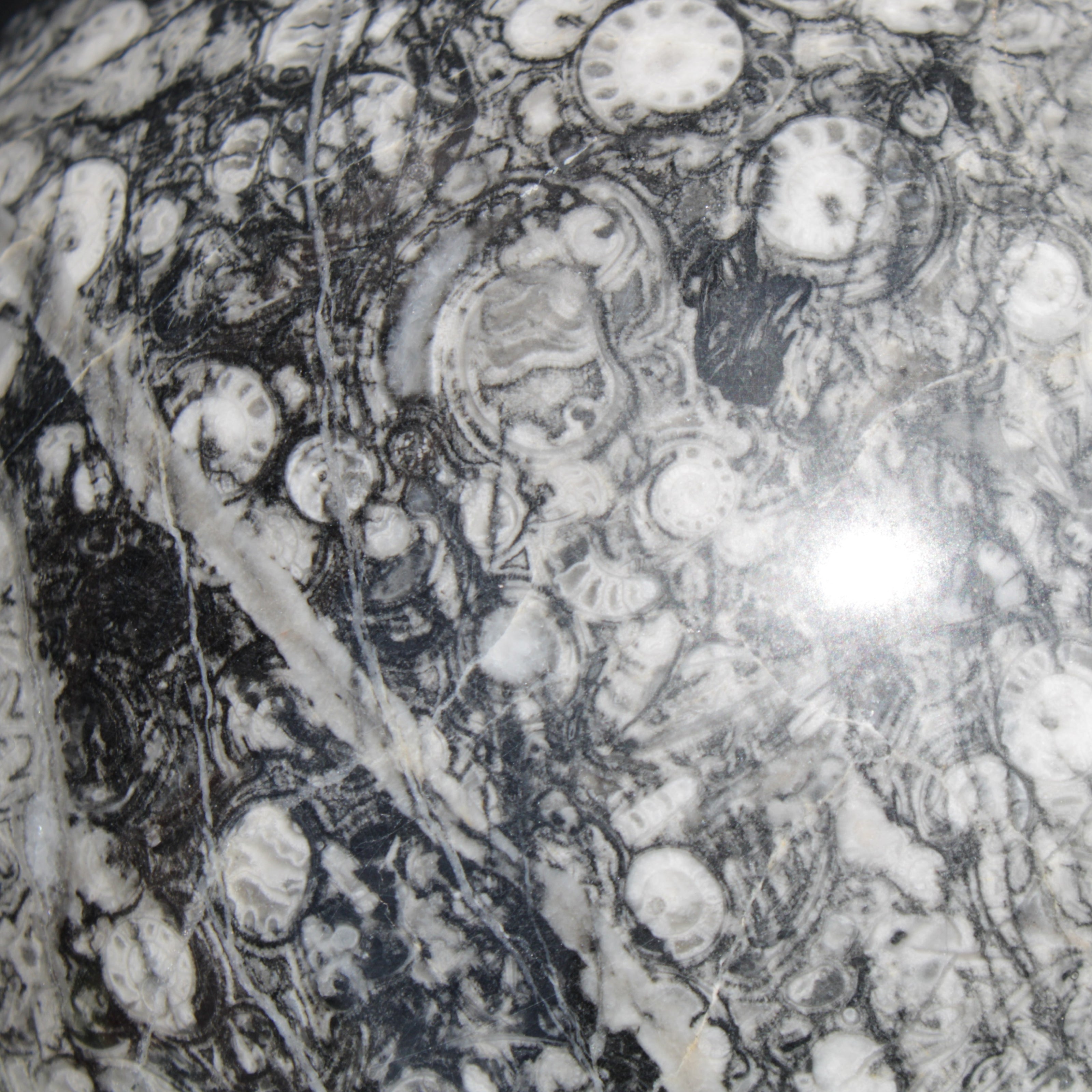 Huge Orthoceras sphere 165mm 6380g in sunlight - Rocks and Things Store