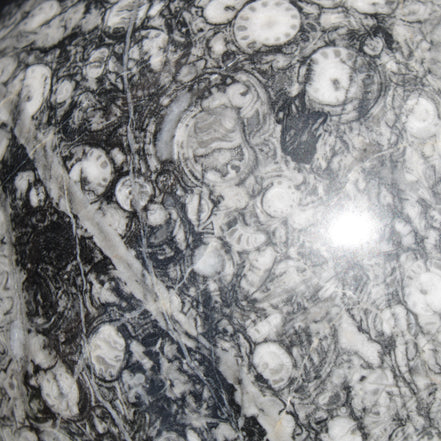 Huge Orthoceras sphere 165mm 6380g in sunlight - Rocks and Things Store