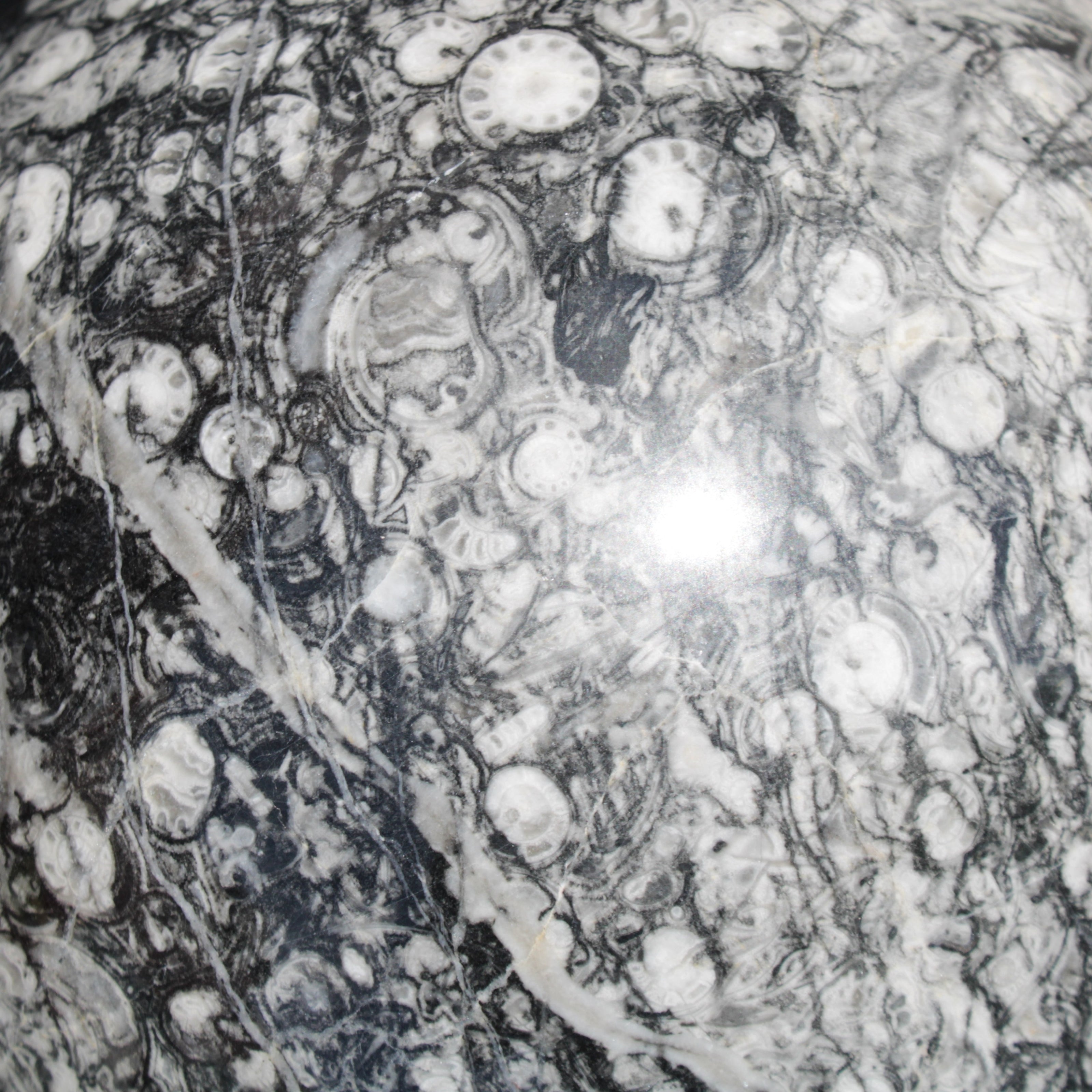 Huge Orthoceras sphere 165mm 6380g in sunlight - Rocks and Things Store