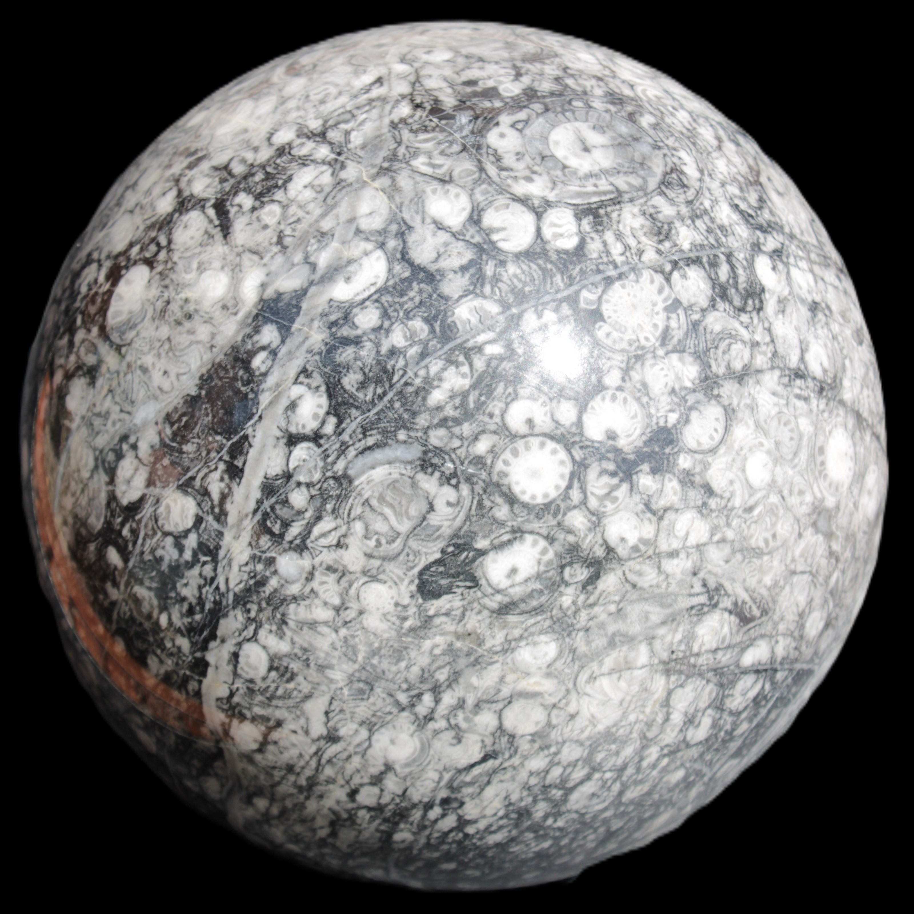 Huge Orthoceras sphere 165mm 6380g in sunlight - Rocks and Things Store