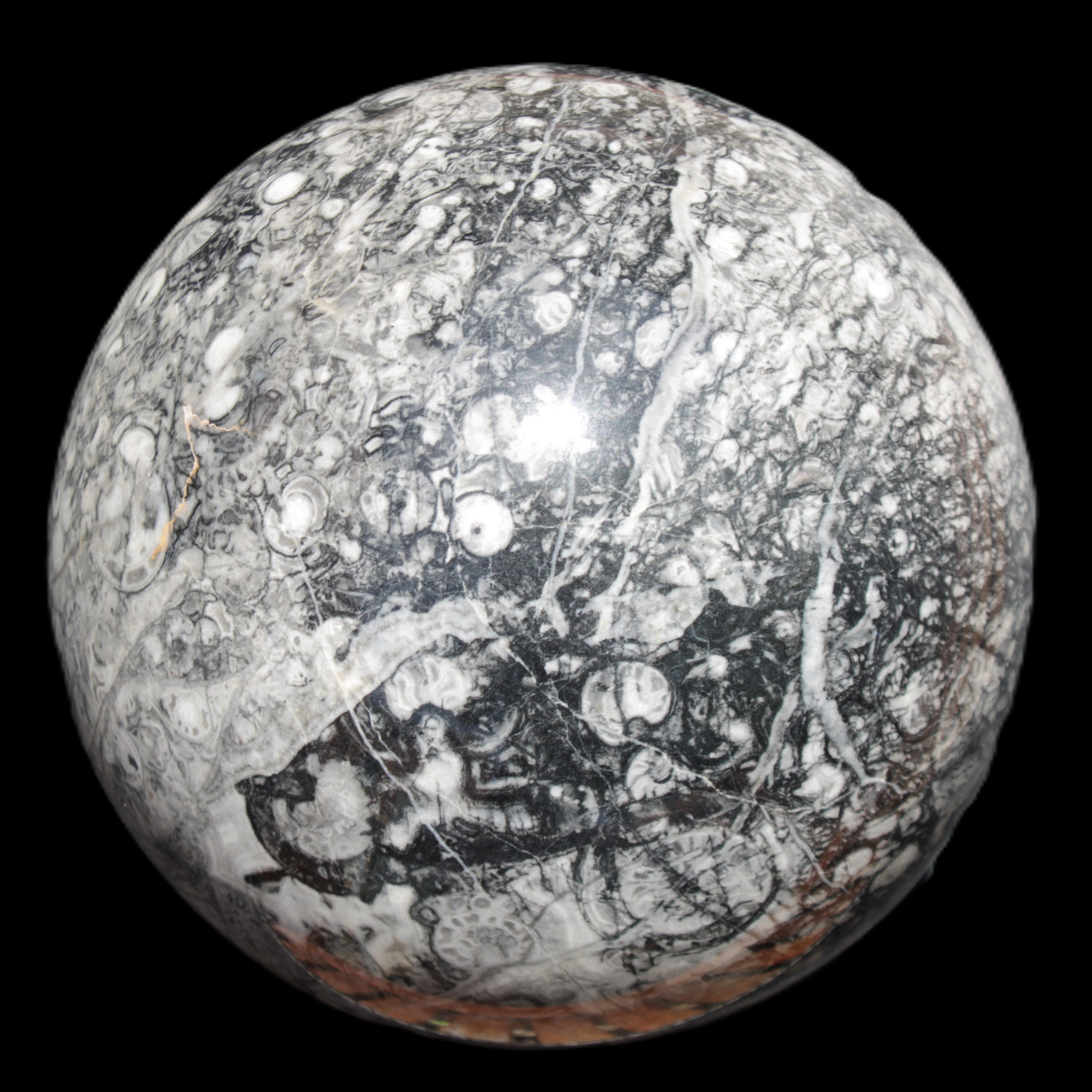 Huge Orthoceras sphere 165mm 6380g in sunlight - Rocks and Things Store