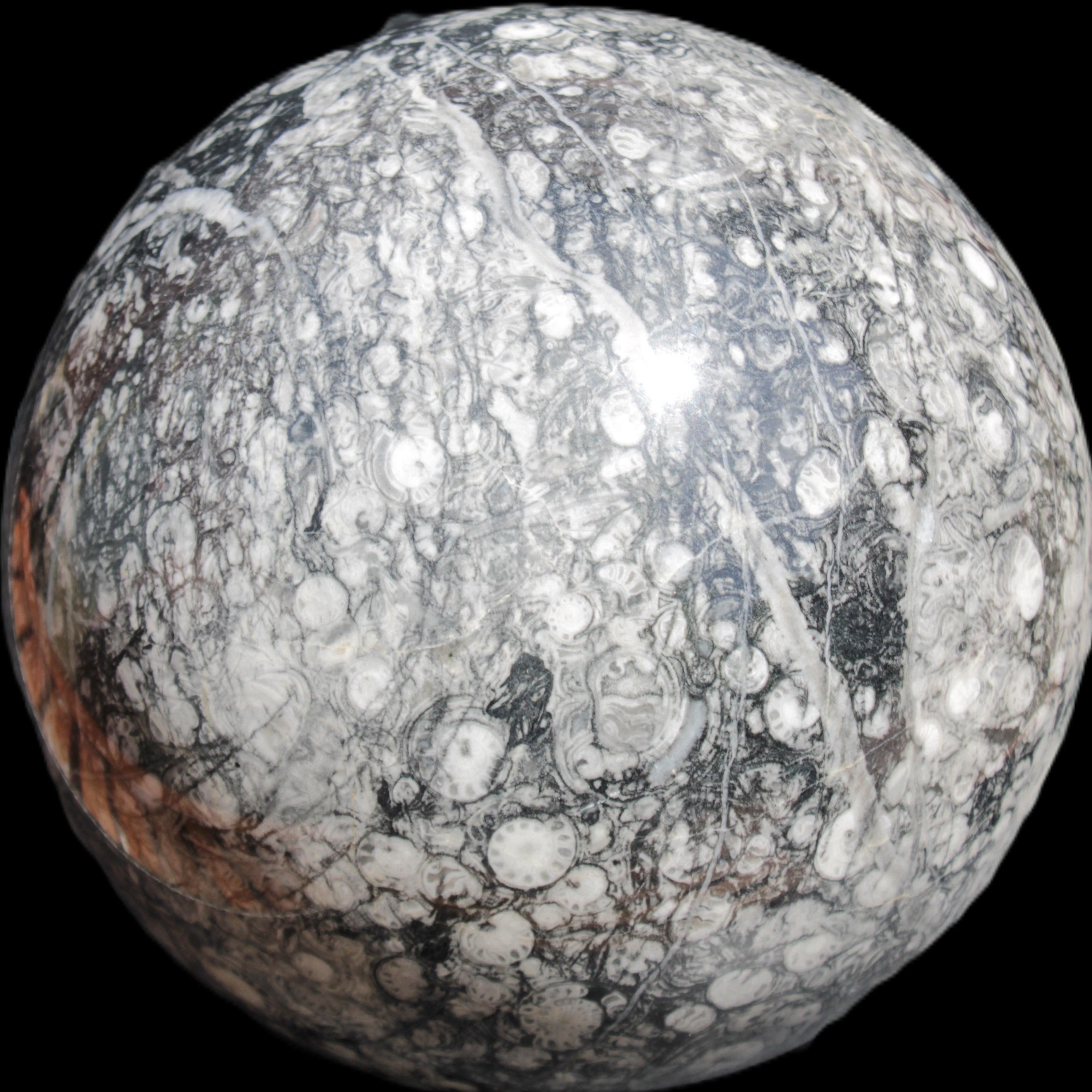 Huge Orthoceras sphere 165mm 6380g in sunlight - Rocks and Things Store