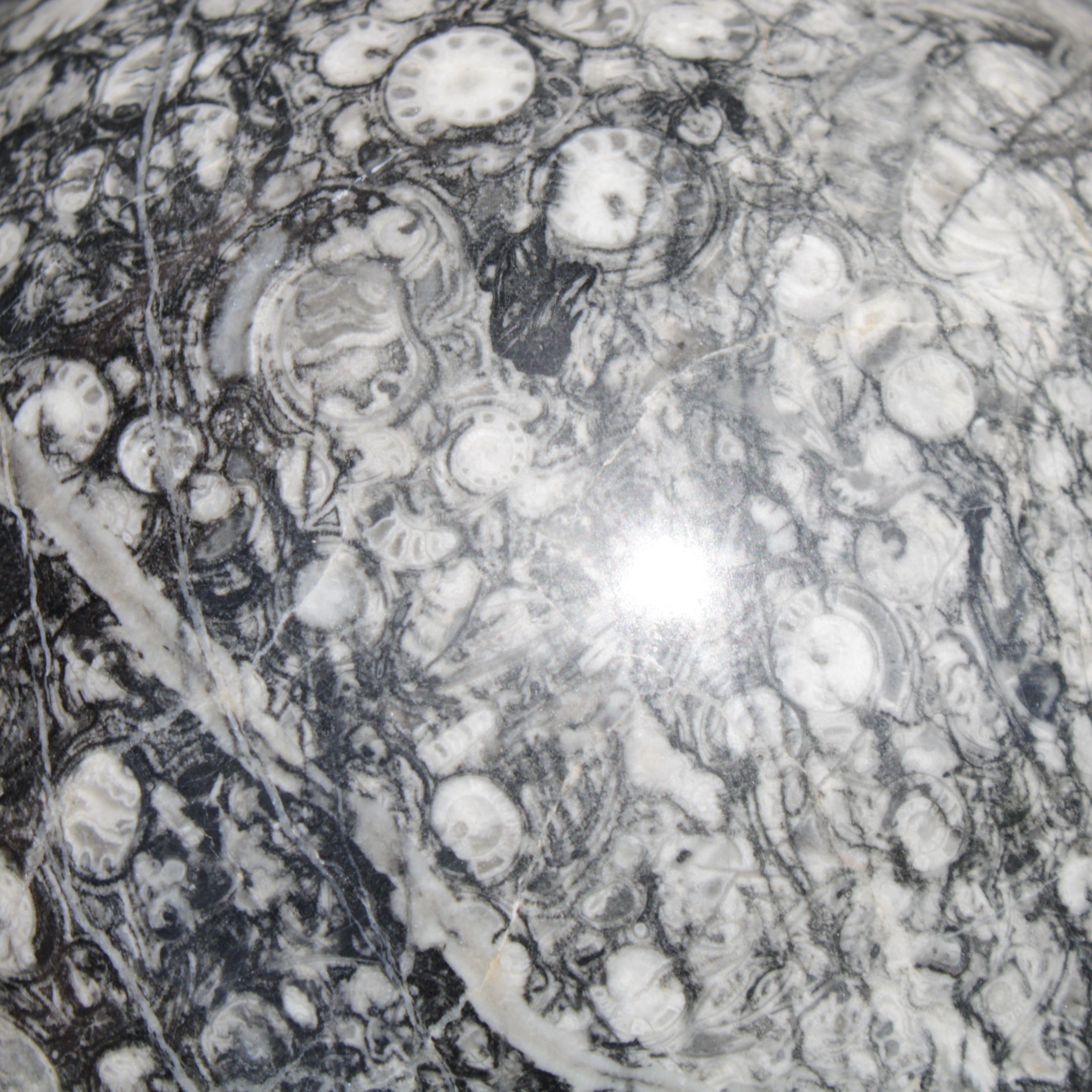 Huge Orthoceras sphere 165mm 6380g in sunlight - Rocks and Things Store