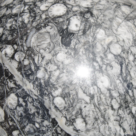 Huge Orthoceras sphere 165mm 6380g in sunlight - Rocks and Things Store