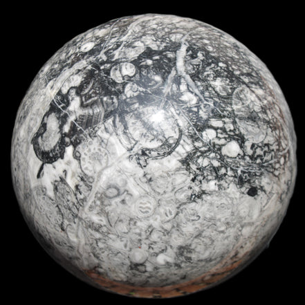 Huge Orthoceras sphere 165mm 6380g in sunlight - Rocks and Things Store