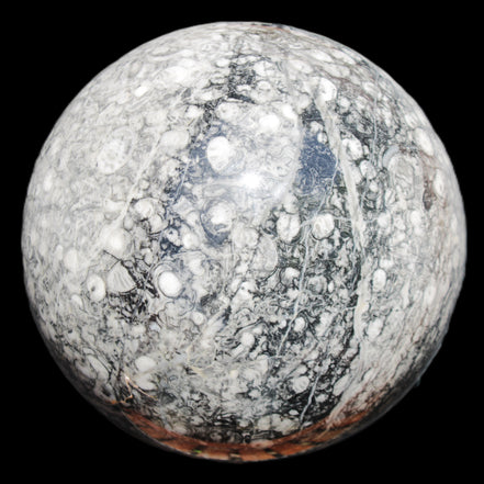 Huge Orthoceras sphere 165mm 6380g in sunlight - Rocks and Things Store