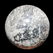 Huge Orthoceras sphere 165mm 6380g in sunlight - Rocks and Things Store