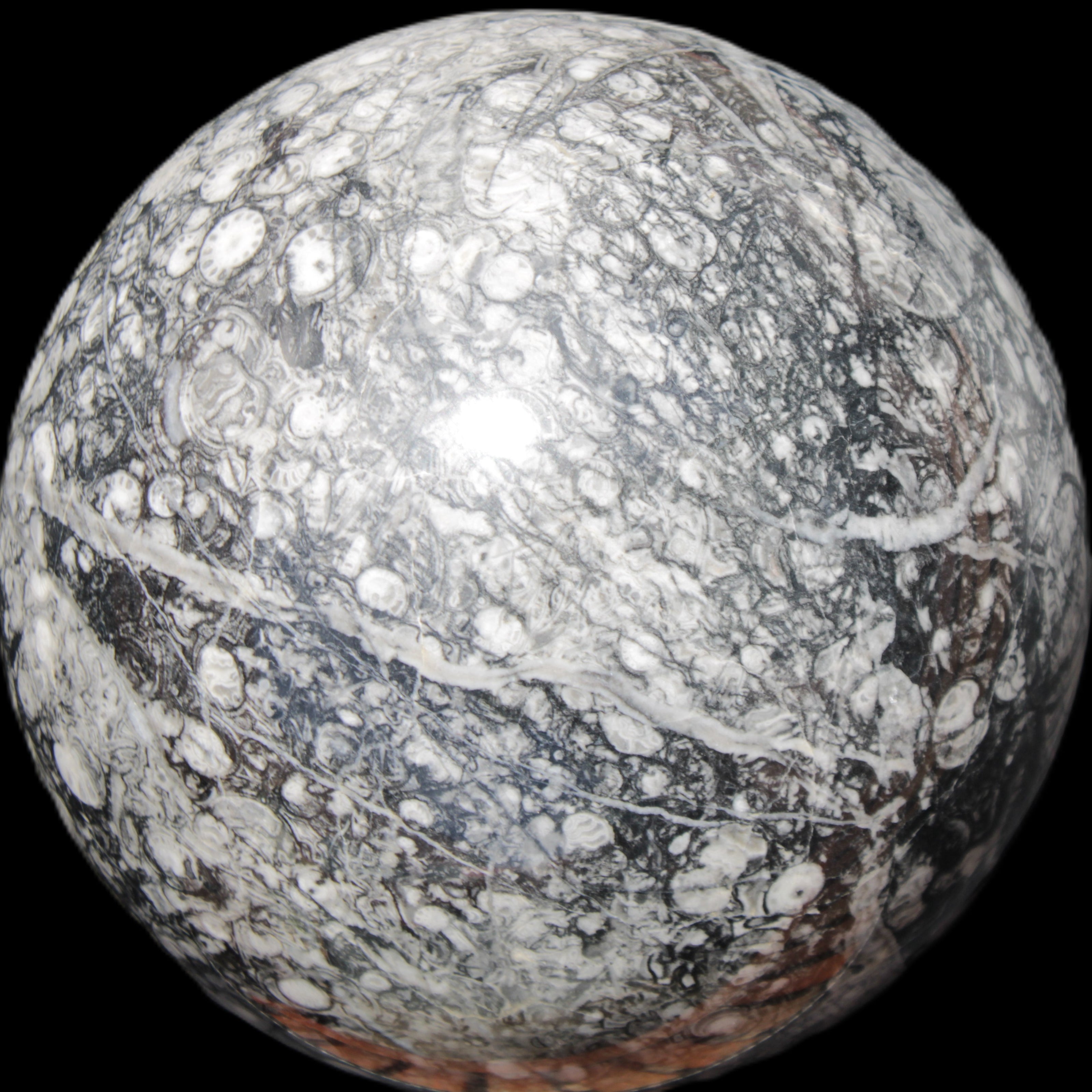 Huge Orthoceras sphere 165mm 6380g in sunlight - Rocks and Things Store