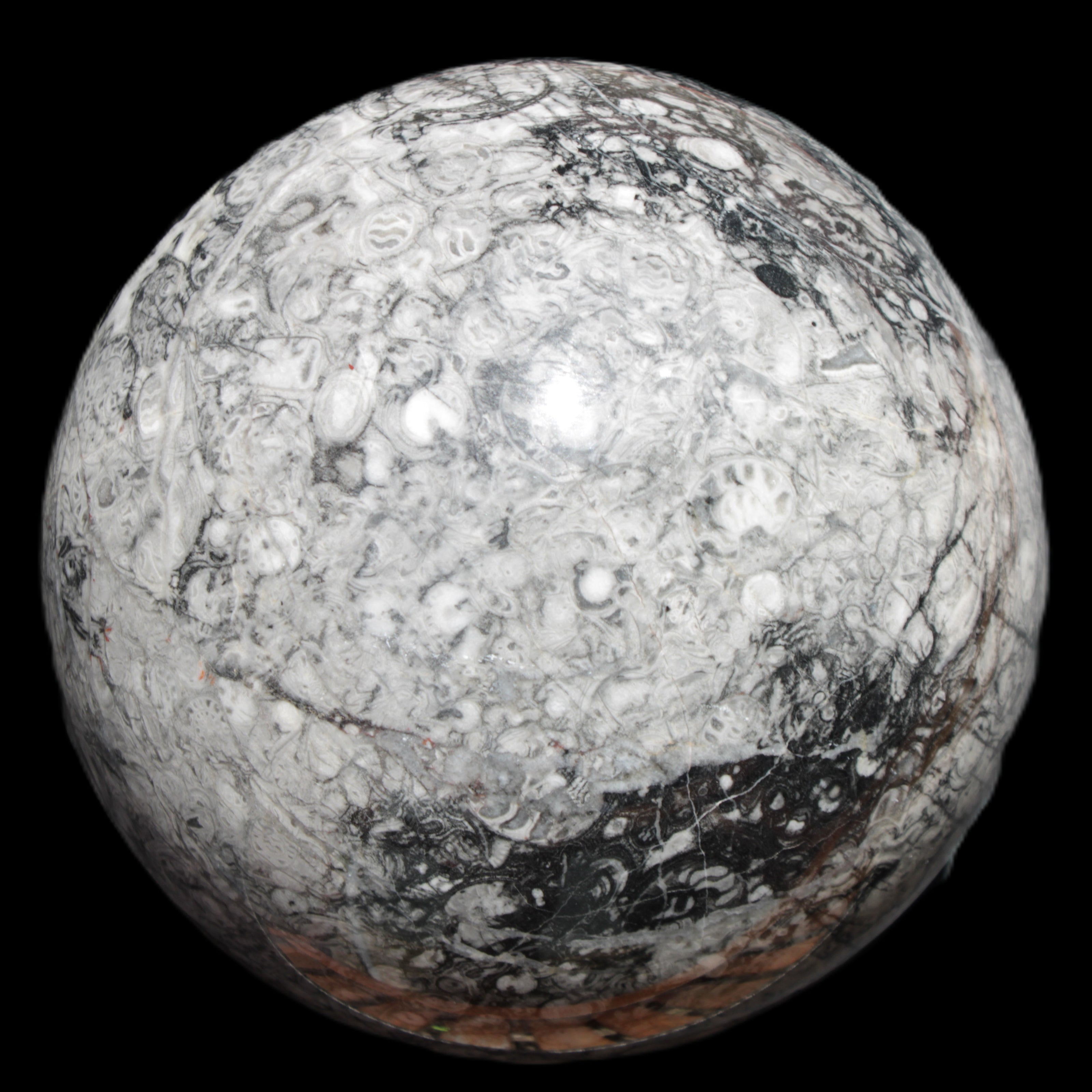 Huge Orthoceras sphere 165mm 6380g in sunlight - Rocks and Things Store