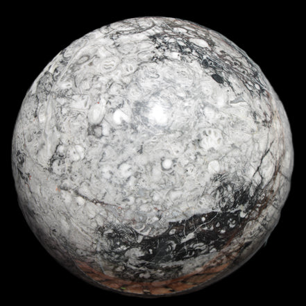 Huge Orthoceras sphere 165mm 6380g in sunlight - Rocks and Things Store